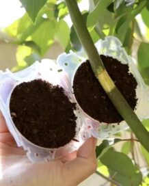 Reusable Plant Root Growth Balls with Locks (Pack of 5) - Image 7