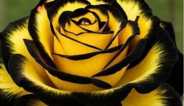 Eclipse Rose Seeds Pack of 1