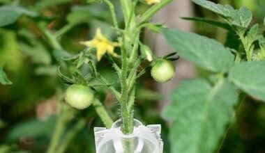 Reusable Plant Root Growth Balls with Locks (Pack of 5)