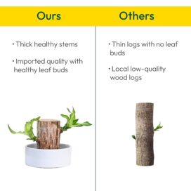 Green Lucky Brazil Wood Potted Plant (pack of 2) - Image 3