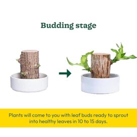 Green Lucky Brazil Wood Potted Plant (pack of 2) - Image 2