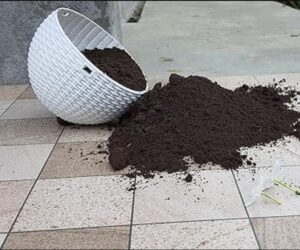 Organic Vermicompost 400gm - Image 3