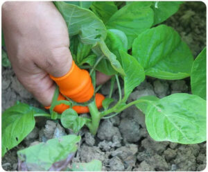 KPS Silicone Thumb Knife, Kitchen Garden Finger Cutter Tool for Quickly Cutting Vegetables Plant,  (Set of 1) - Image 2